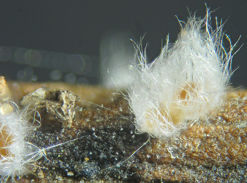 Ascomicete a pelo lungo...